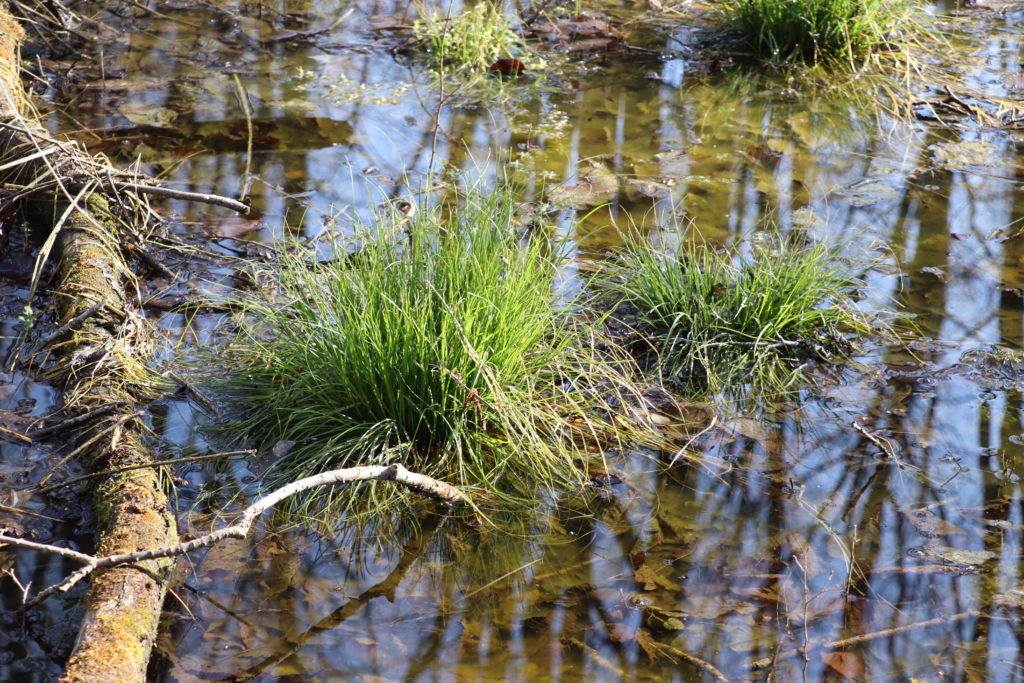 Gras im Wasser