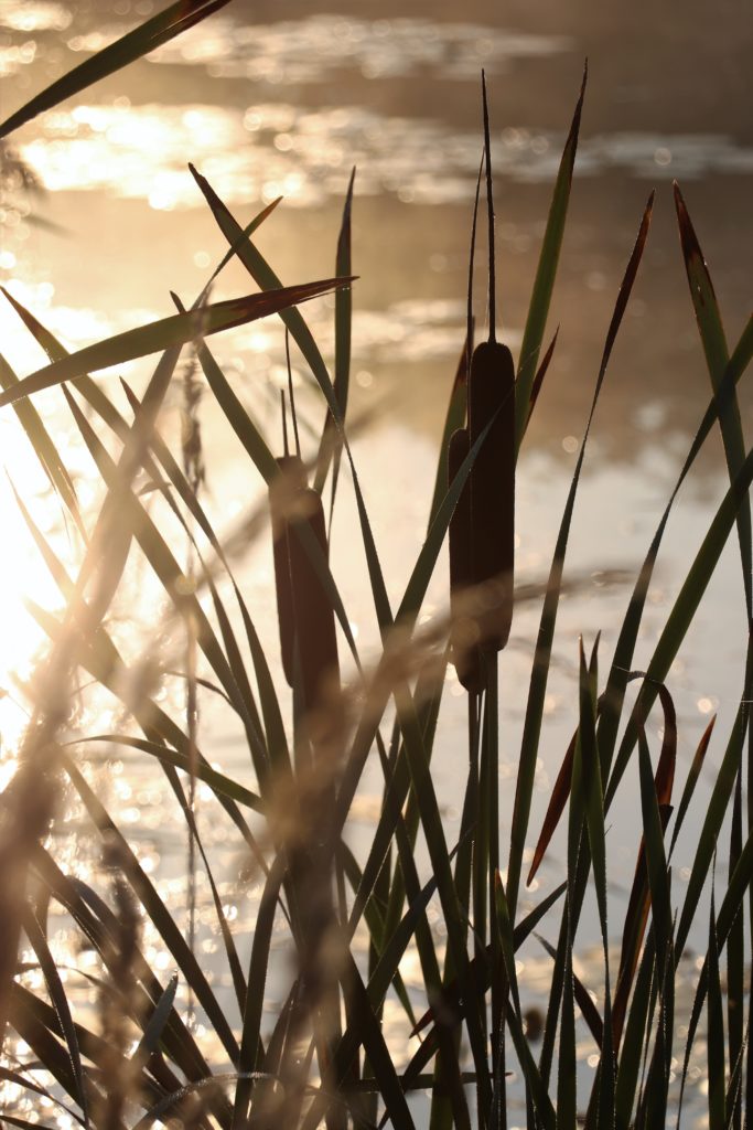 Schilf mit Wasser als Hintergrund