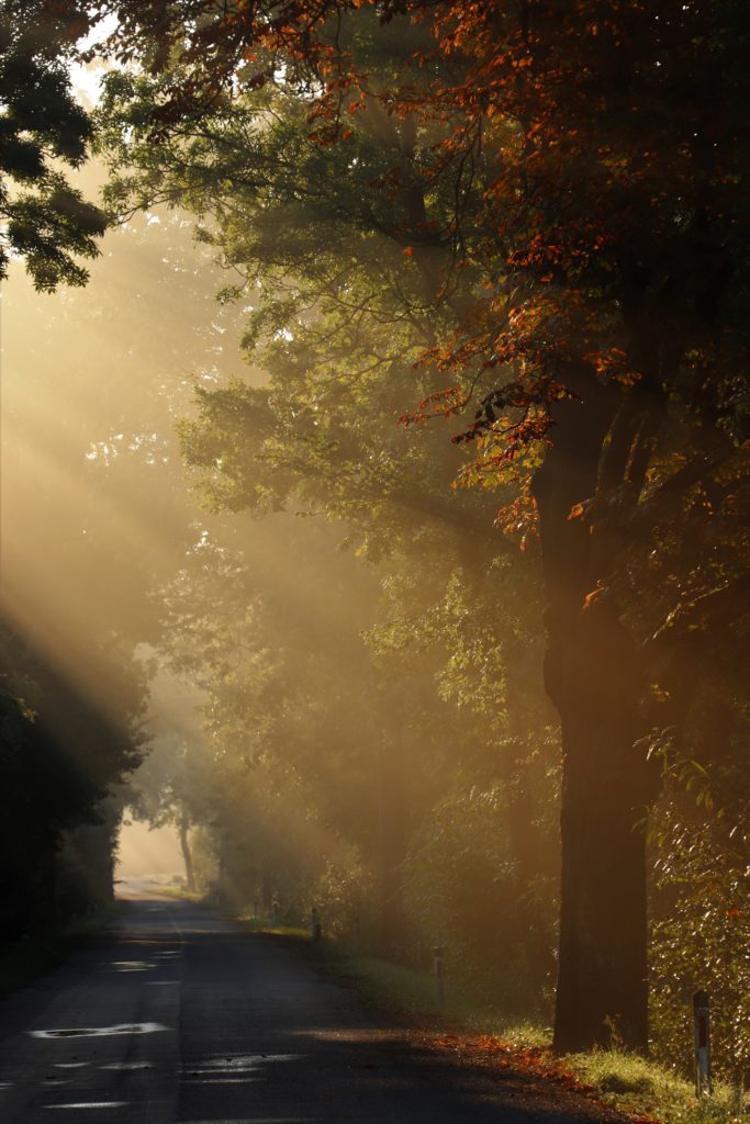 Sonnenstrahlen und Bäume