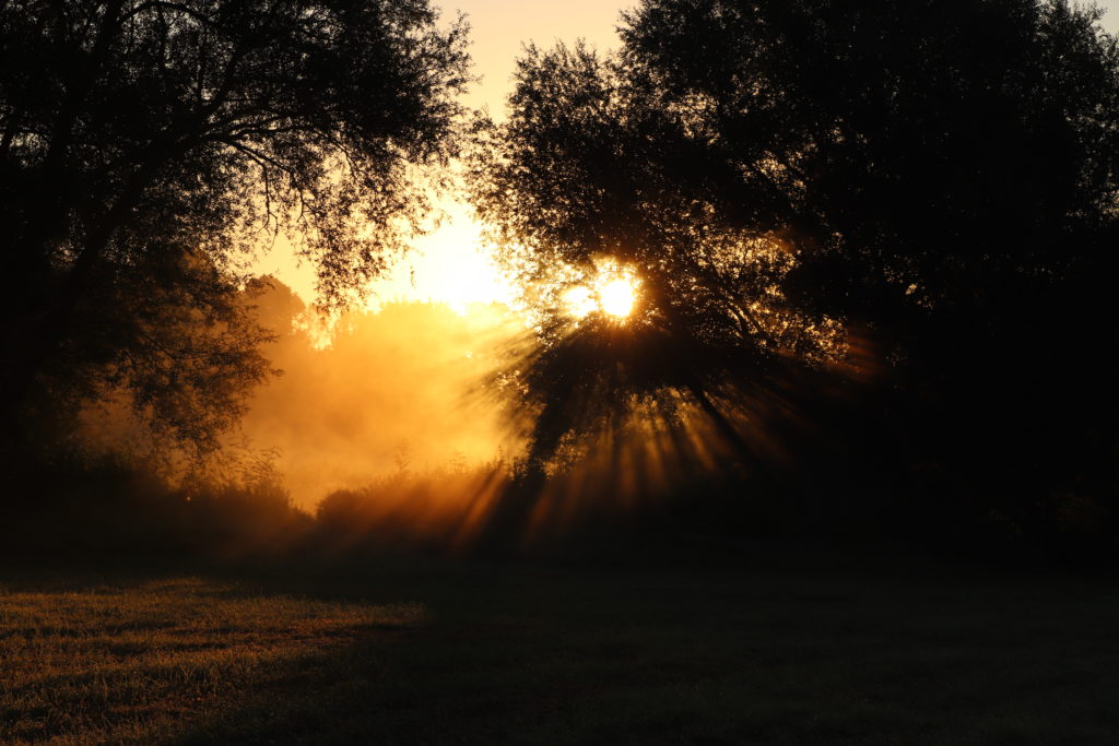 Bäume und Sonne