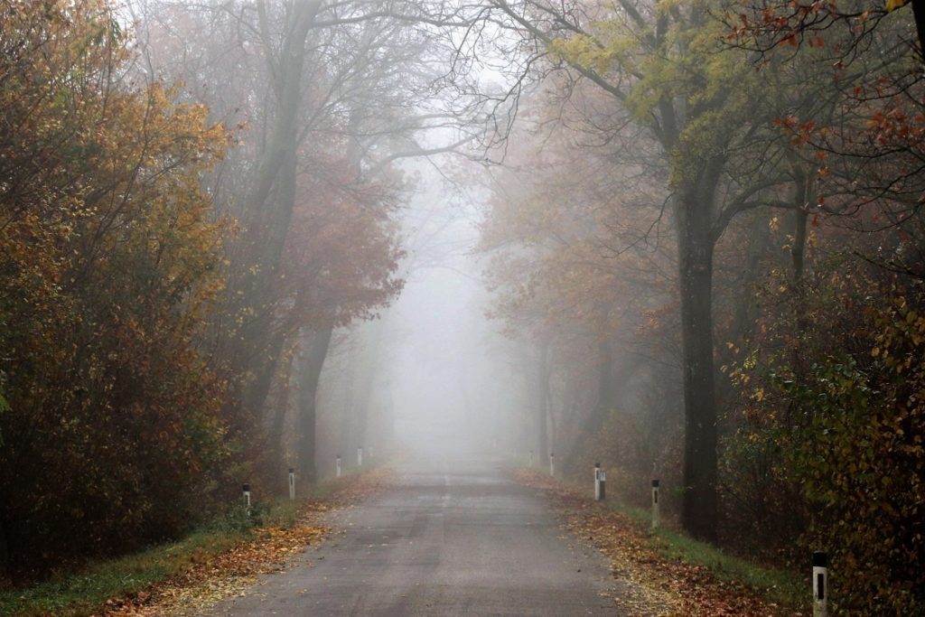 Straße im Nebel mit herbstlichen Bäumen auf den Seiten