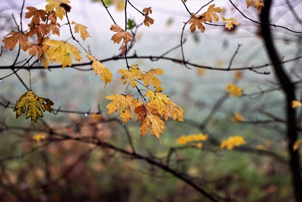 Baumäste im Herbst