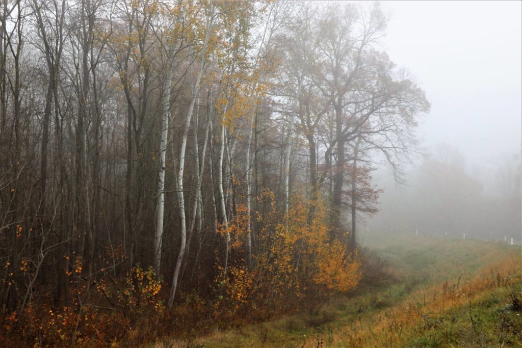 Bäume im Herbst und Nebel