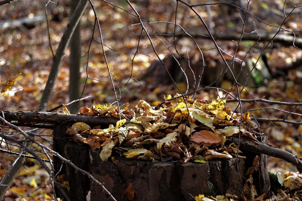 Äste und Blätter im Herbst
