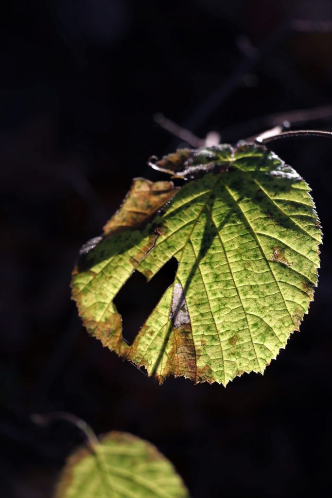 grünes Blatt mit dunklen Hintergrund