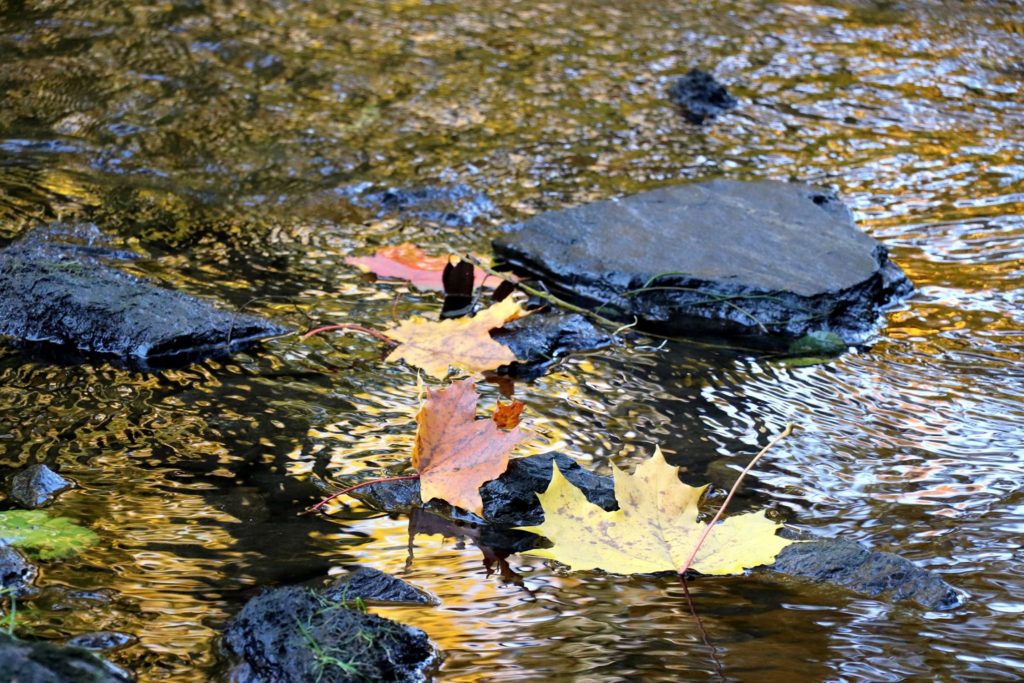 gelbe und rote Blätter im Wasser