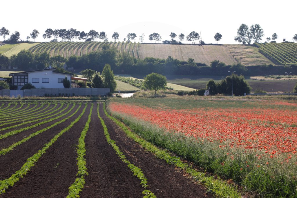 Feld