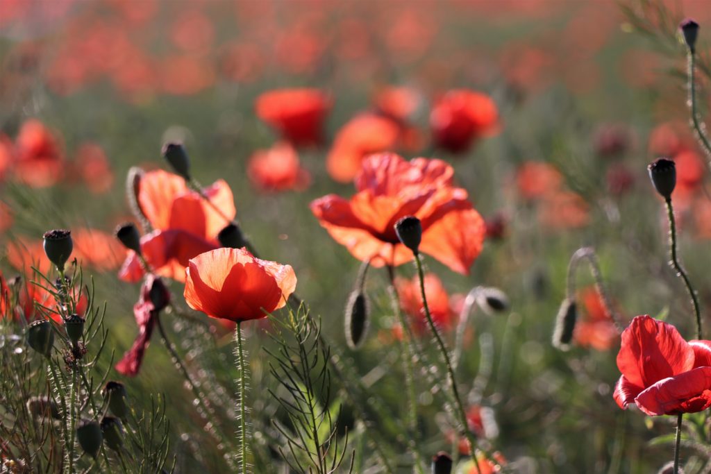 Mohnblumen