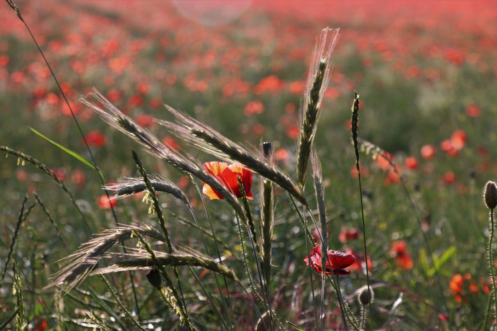 Mohnblumen und Roggen