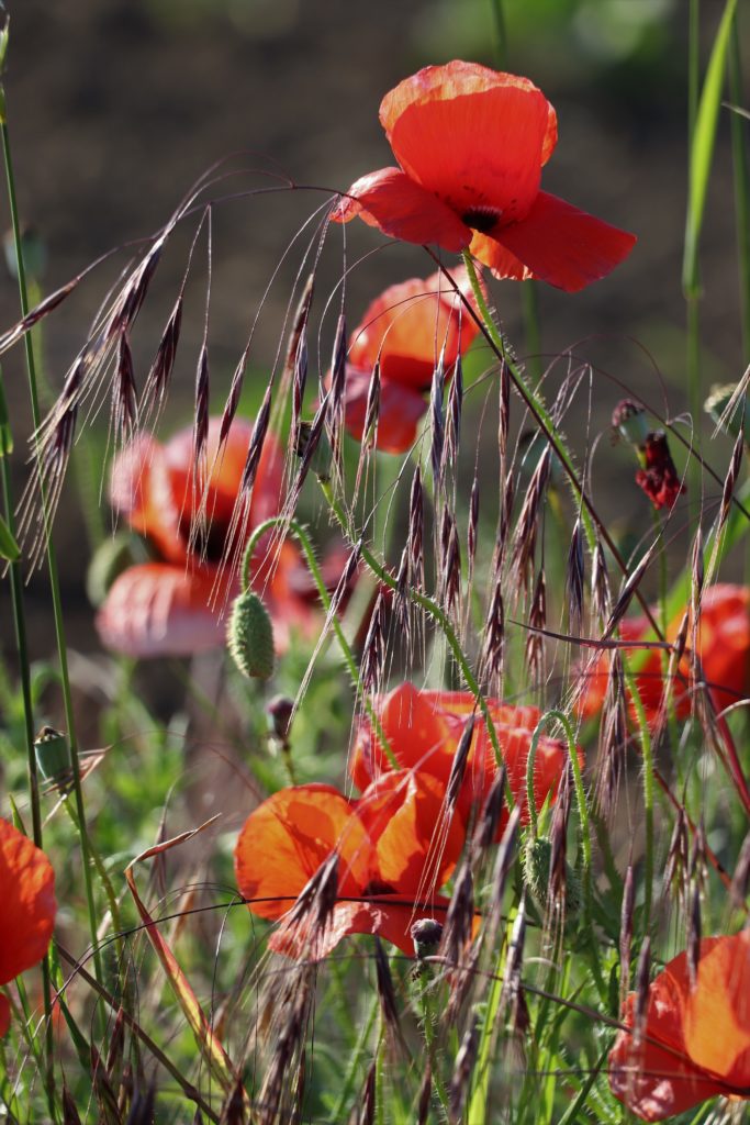 Mohnblumen und Getreide
