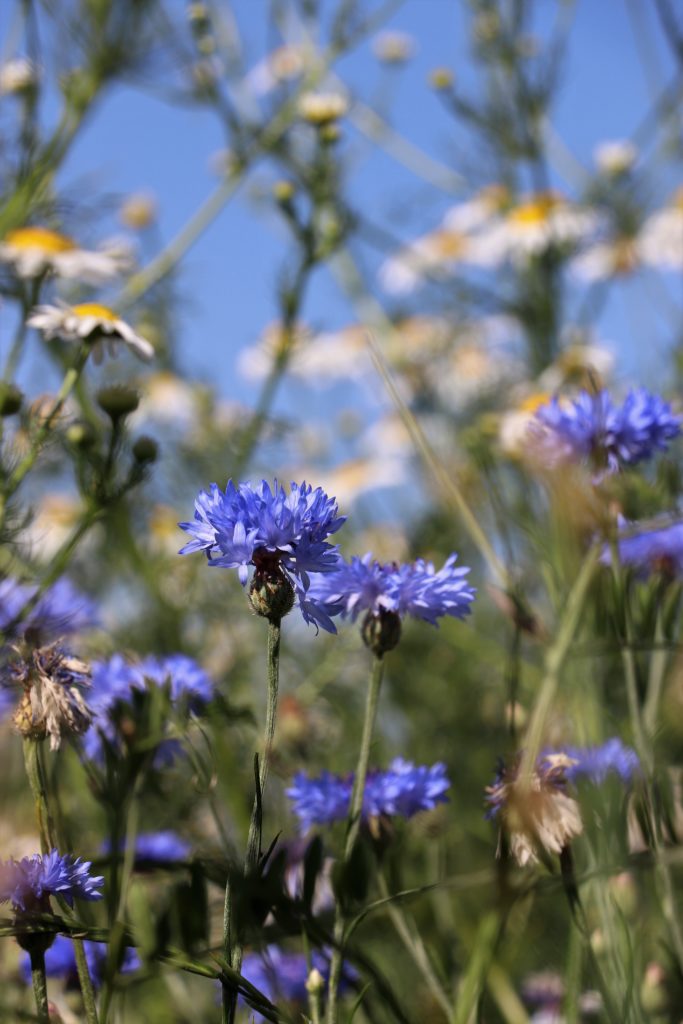 Kornblumen
