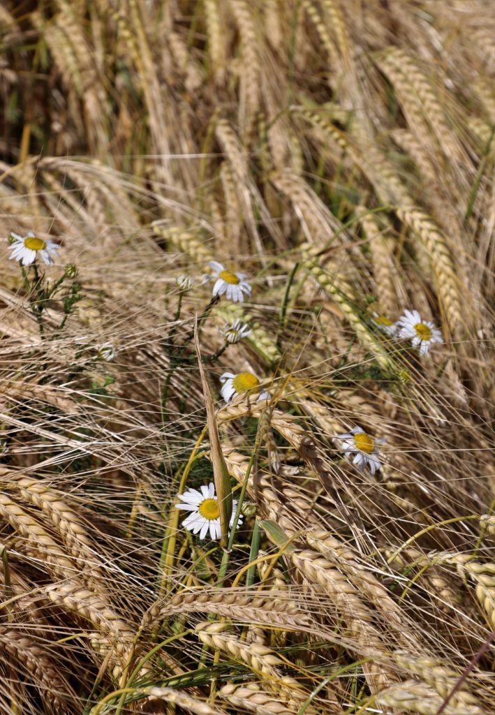 Getreide und Blumen