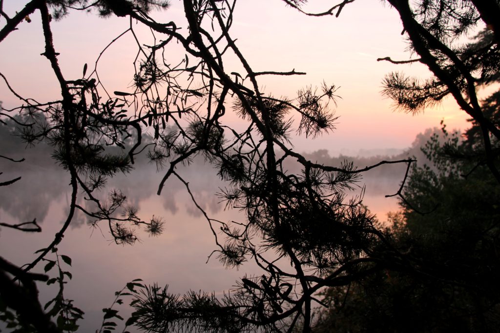 Äste, Nebel und rosa Sonnenaufgang