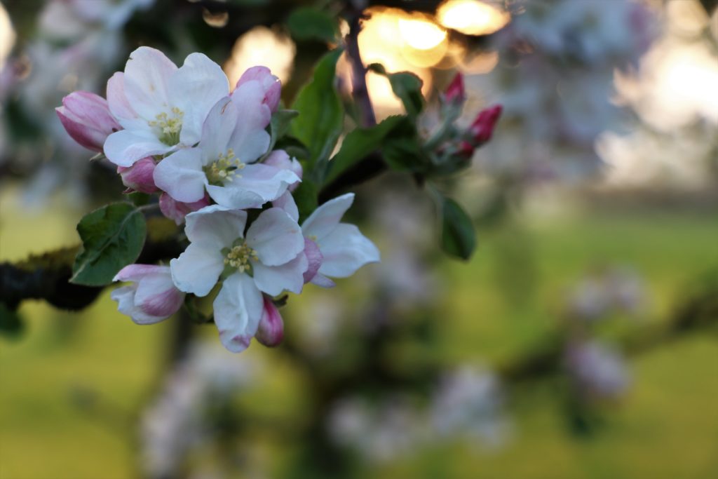 blühender Zweig von einem Obstbaum