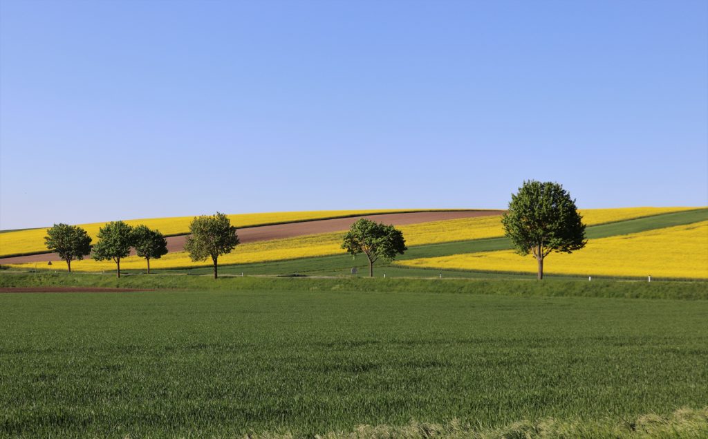 Felder und Bäume