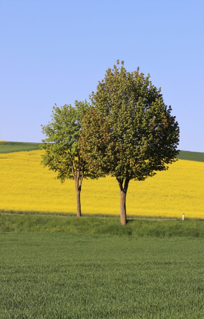 Felder und zwei Bäume