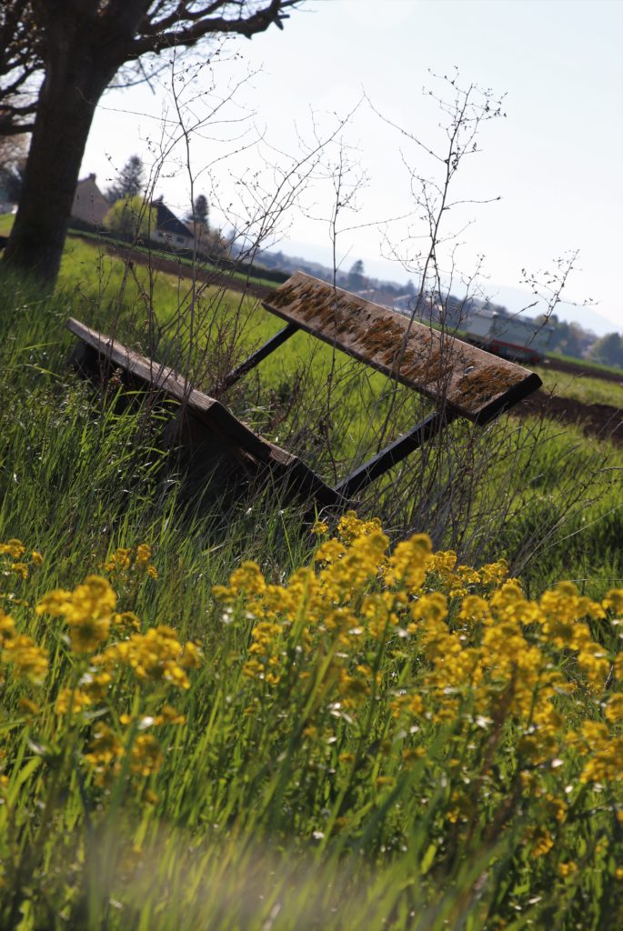 Bank, gelbe Blumen, Wiese