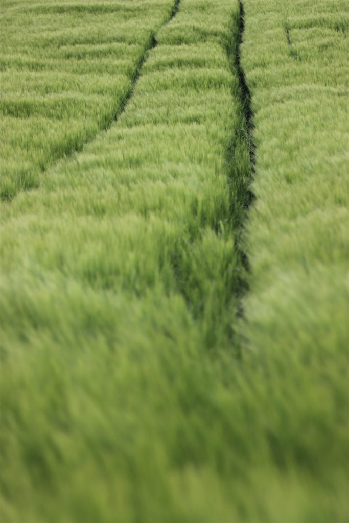 Feld
