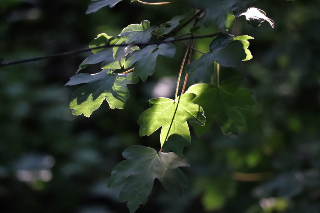 grüne Blätter auf einem Baum
