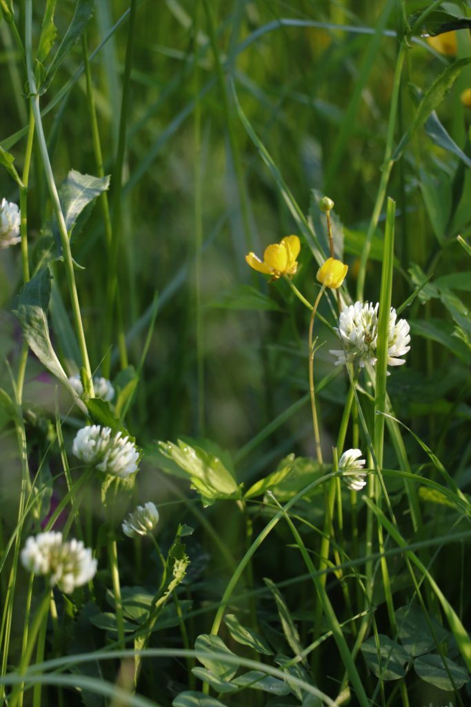 Klee und Butterblumen
