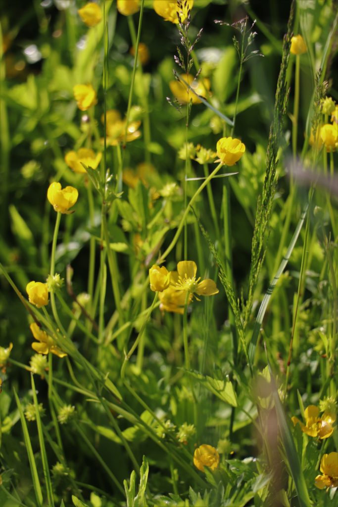 Butterblumen