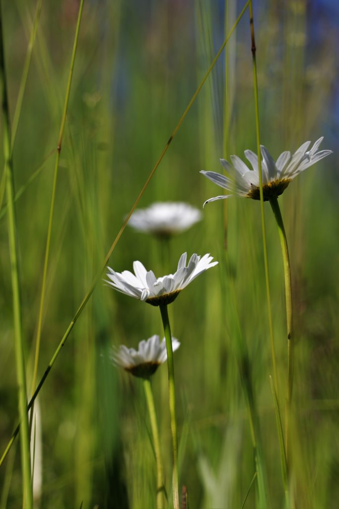 Wiesenmargeriten