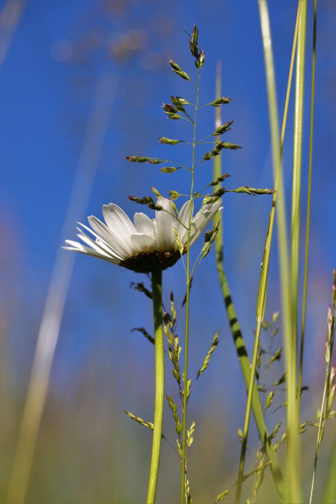 Wiesenmargeriten