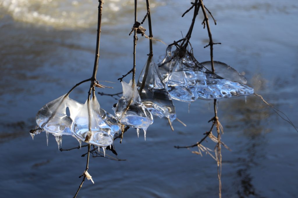 Eiszapfen auf Baumästen