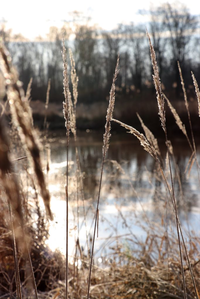 Schilf und Wasser