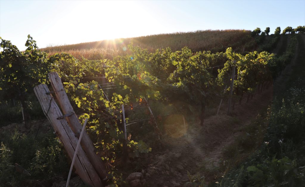 Weinreben und Sonne