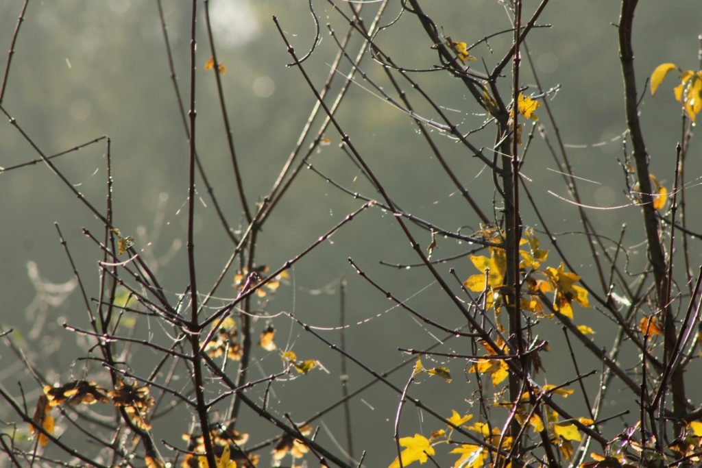 Äste im Herbst