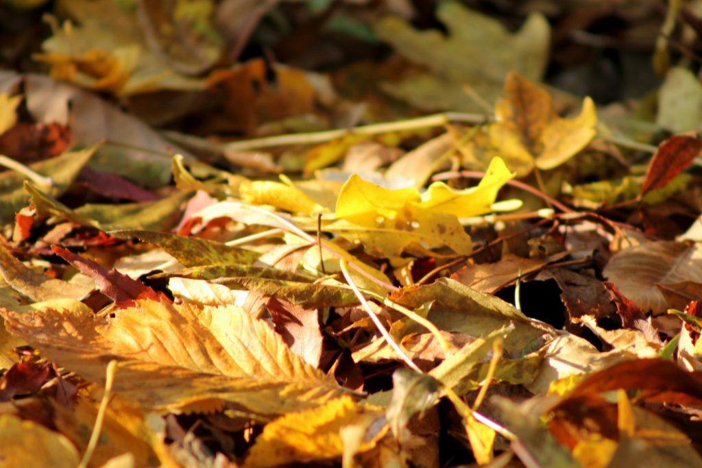 Blätter im Herbst