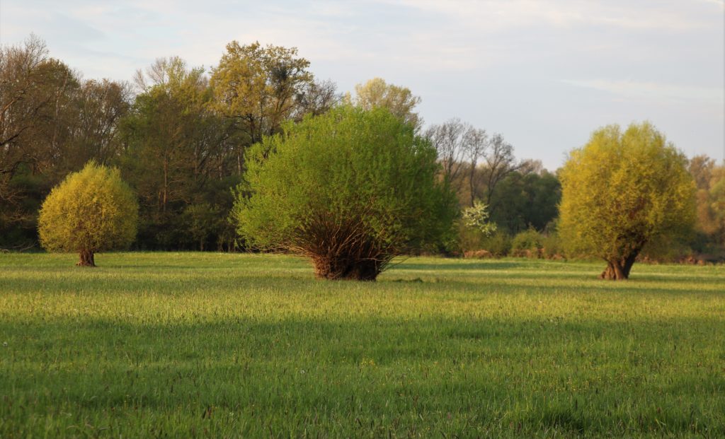 Bäume und Wiese